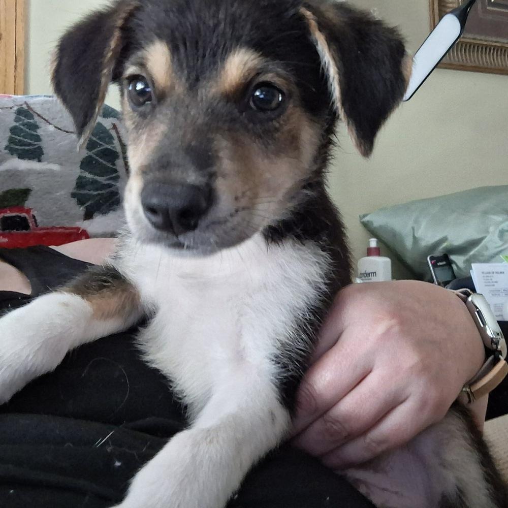 Trick, a Adoptable mixed breed in Rockland, WI image 4/6