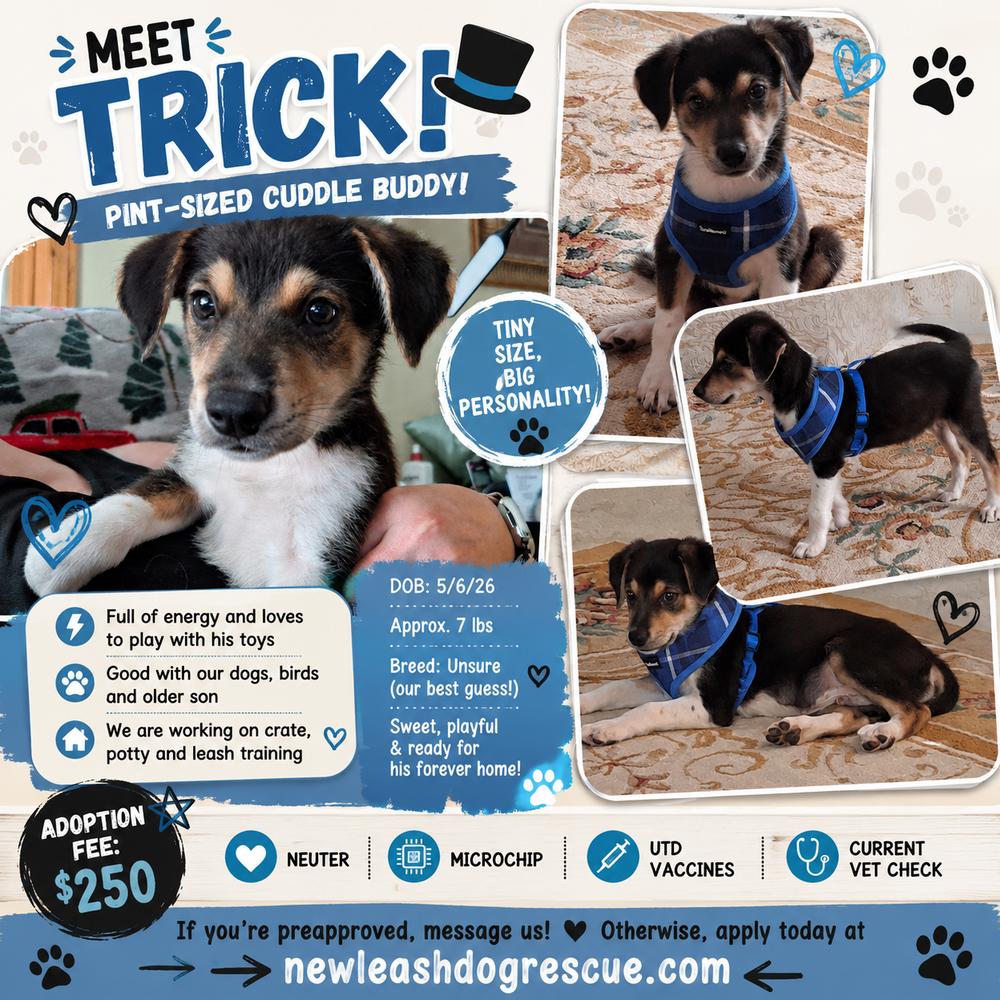 Trick, a Adoptable mixed breed in Rockland, WI image 5/6