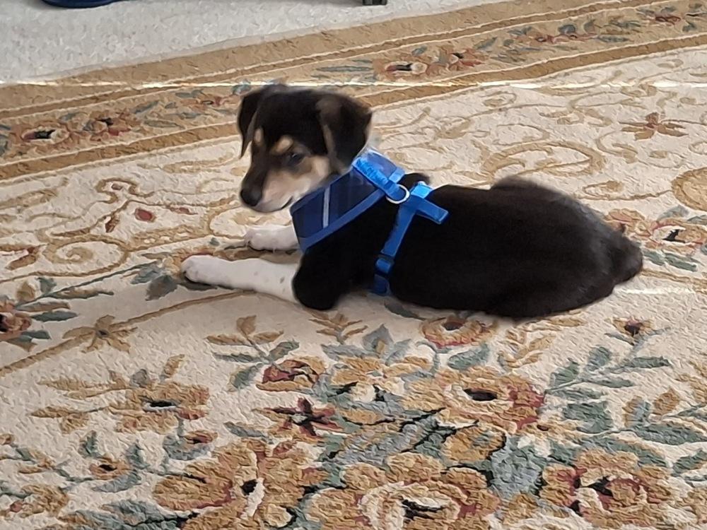 Trick, a Adoptable mixed breed in Rockland, WI image 6/6