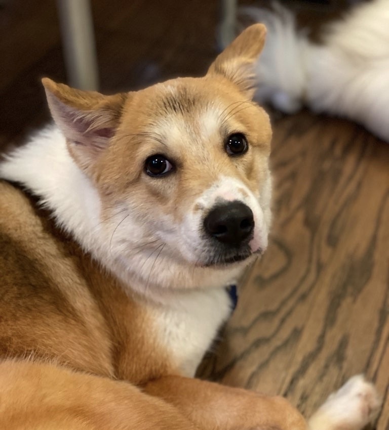 Enlarge Jax, a Adoptable mixed breed in La Mirada, CA image 1/3