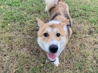 Enlarge Jax, a Adoptable mixed breed in La Mirada, CA image 2/3