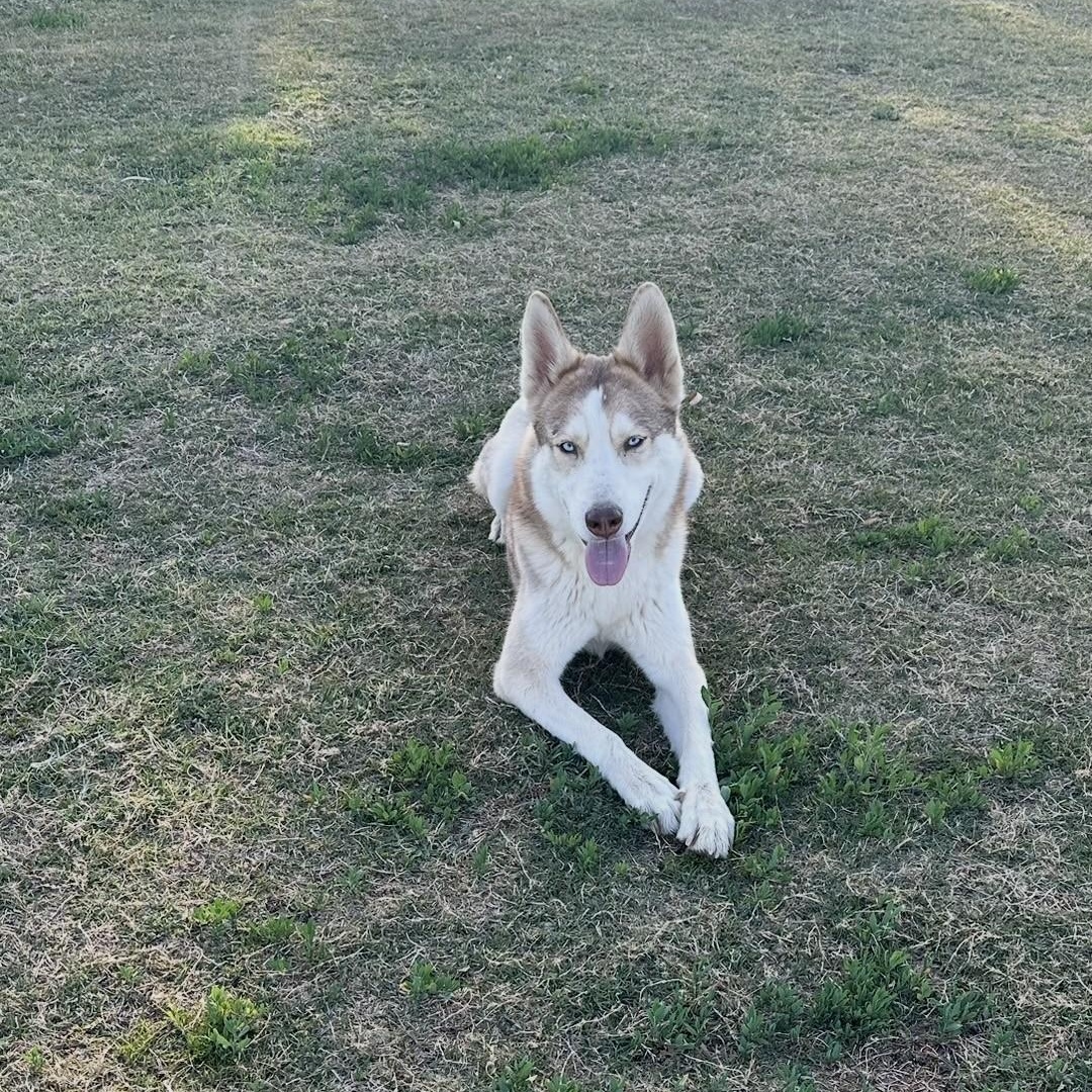 Luna, Adoptable, Young Female Siberian Husky.