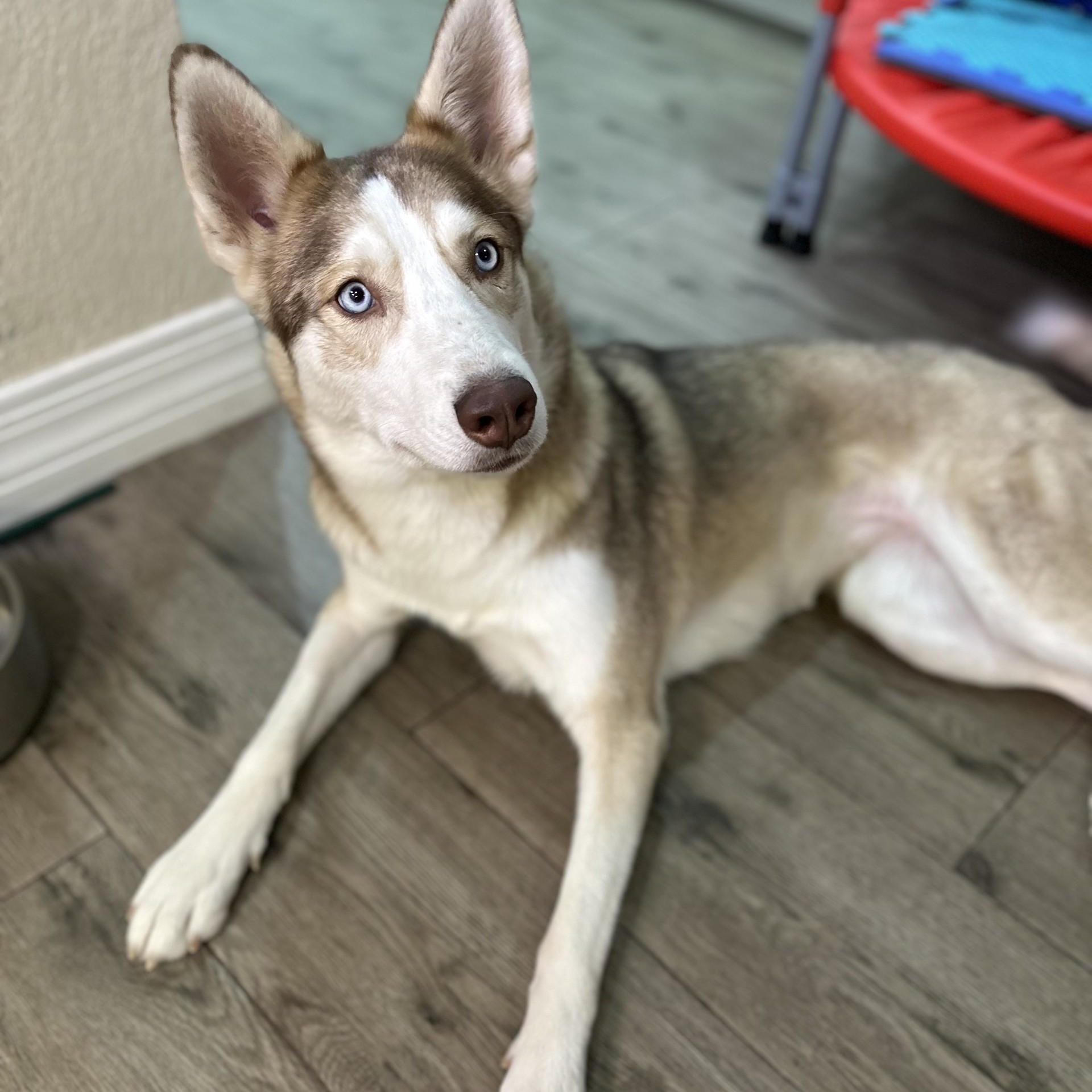 Enlarge Luna, a Adoptable mixed breed in Gilbert, AZ image 4/4