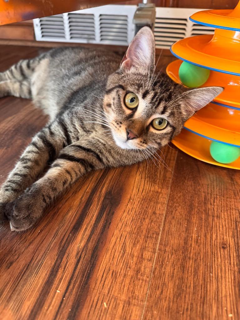 Nancy, Adoptable, Kitten Female Domestic Short Hair.