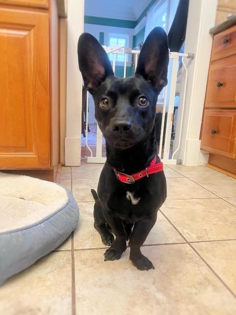 Bear, a Adoptable mixed breed in Hampton, VA image 1/3