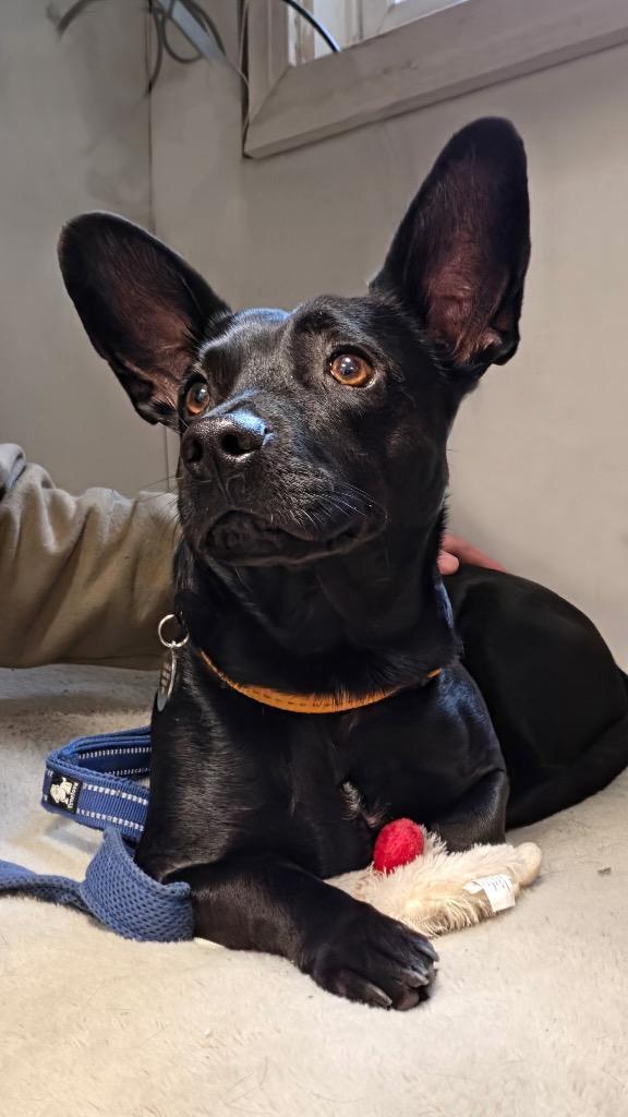 Bear, a Adoptable mixed breed in Hampton, VA image 2/3