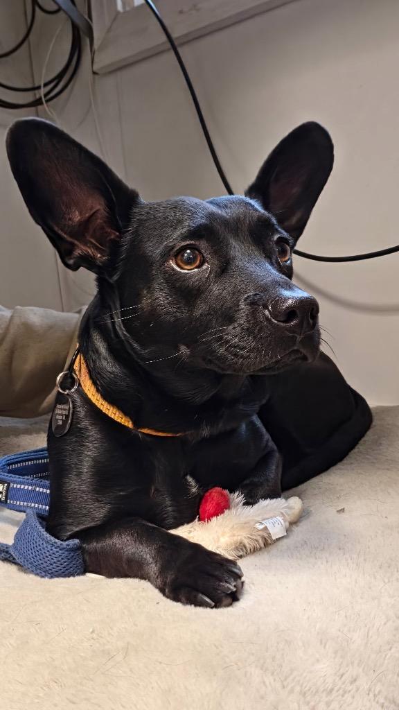 Bear, a Adoptable mixed breed in Hampton, VA image 3/3