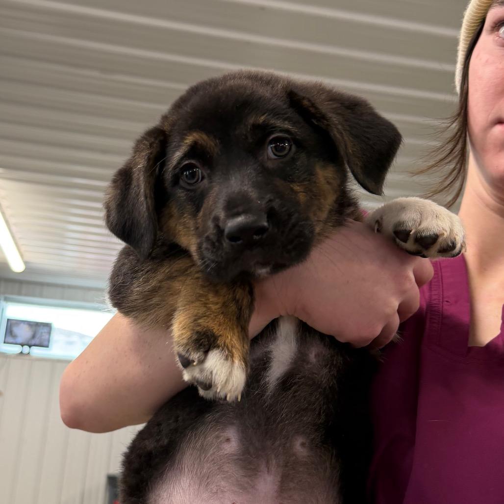 Elf, Adoptable, Puppy Male Mixed Breed.