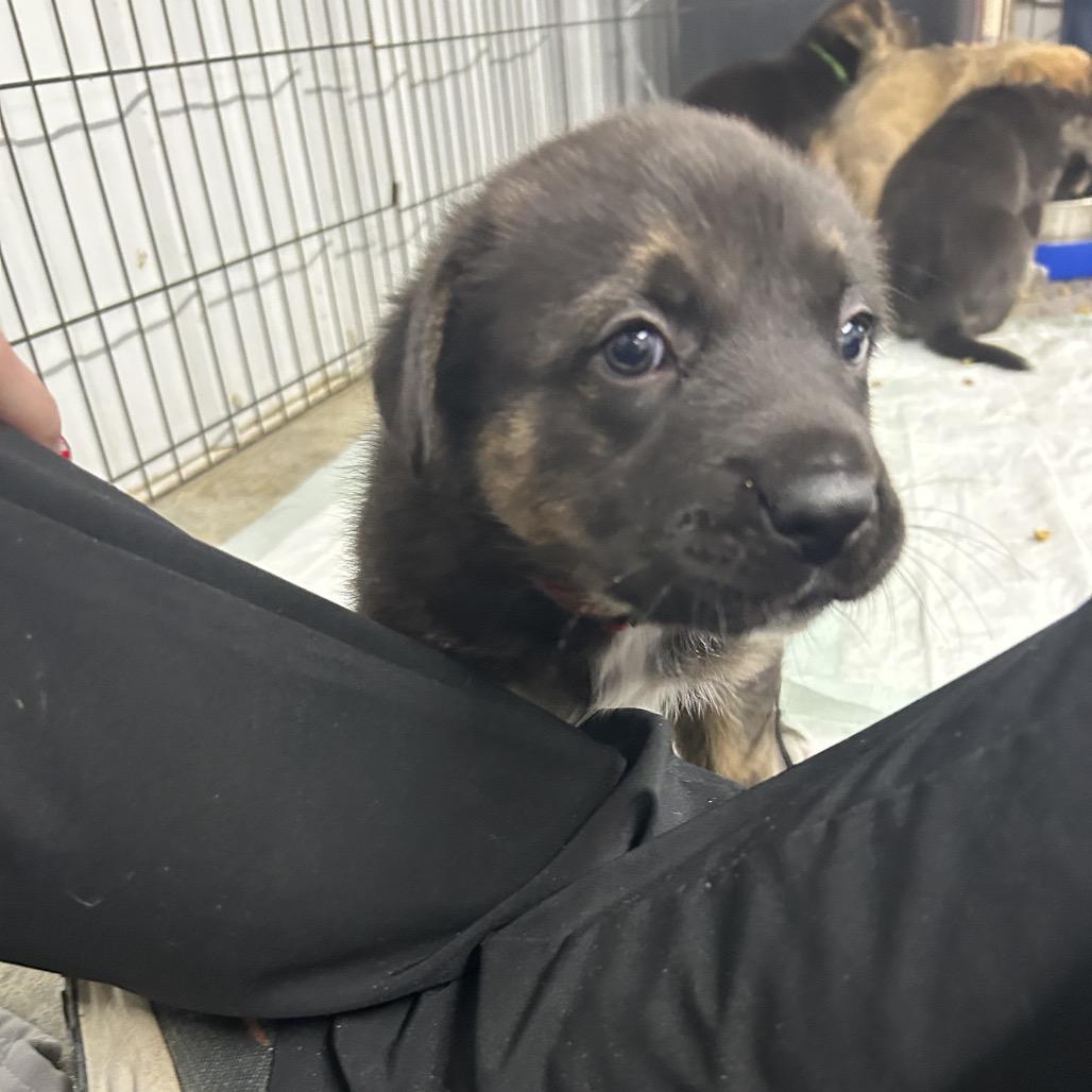 Enlarge Elf, a Adoptable Mixed Breed in Spanish Fork, UT image 2/3