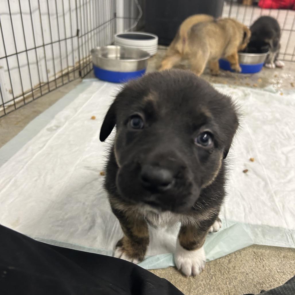 Enlarge Elf, a Adoptable Mixed Breed in Spanish Fork, UT image 3/3