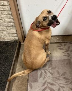 Enlarge Tanner, a Adoptable mixed breed in Denison, IA image 3/3