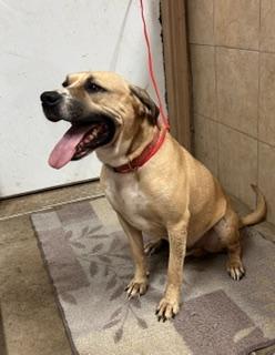 Enlarge Tanner, a Adoptable mixed breed in Denison, IA image 2/3