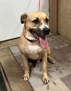 Enlarge Tanner, a Adoptable mixed breed in Denison, IA image 1/3