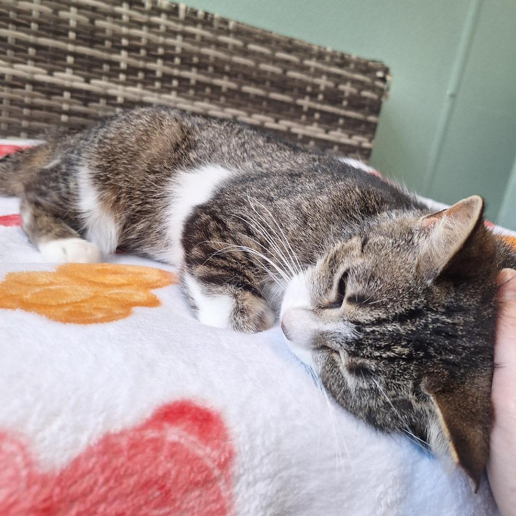 Enlarge Bethany, a Adoptable Domestic Short Hair in Attica, NY image 1/2