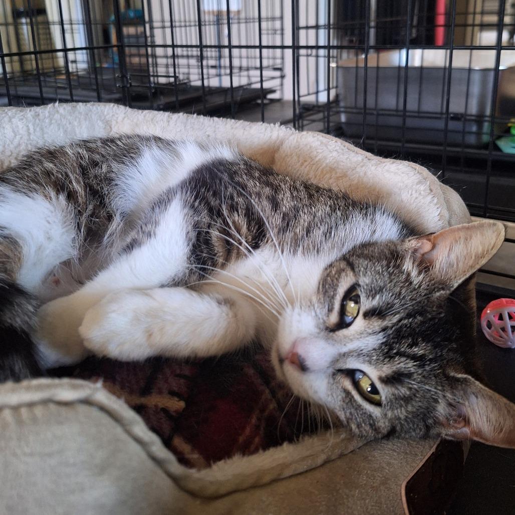 Enlarge Bethany, a Adoptable Domestic Short Hair in Attica, NY image 2/2