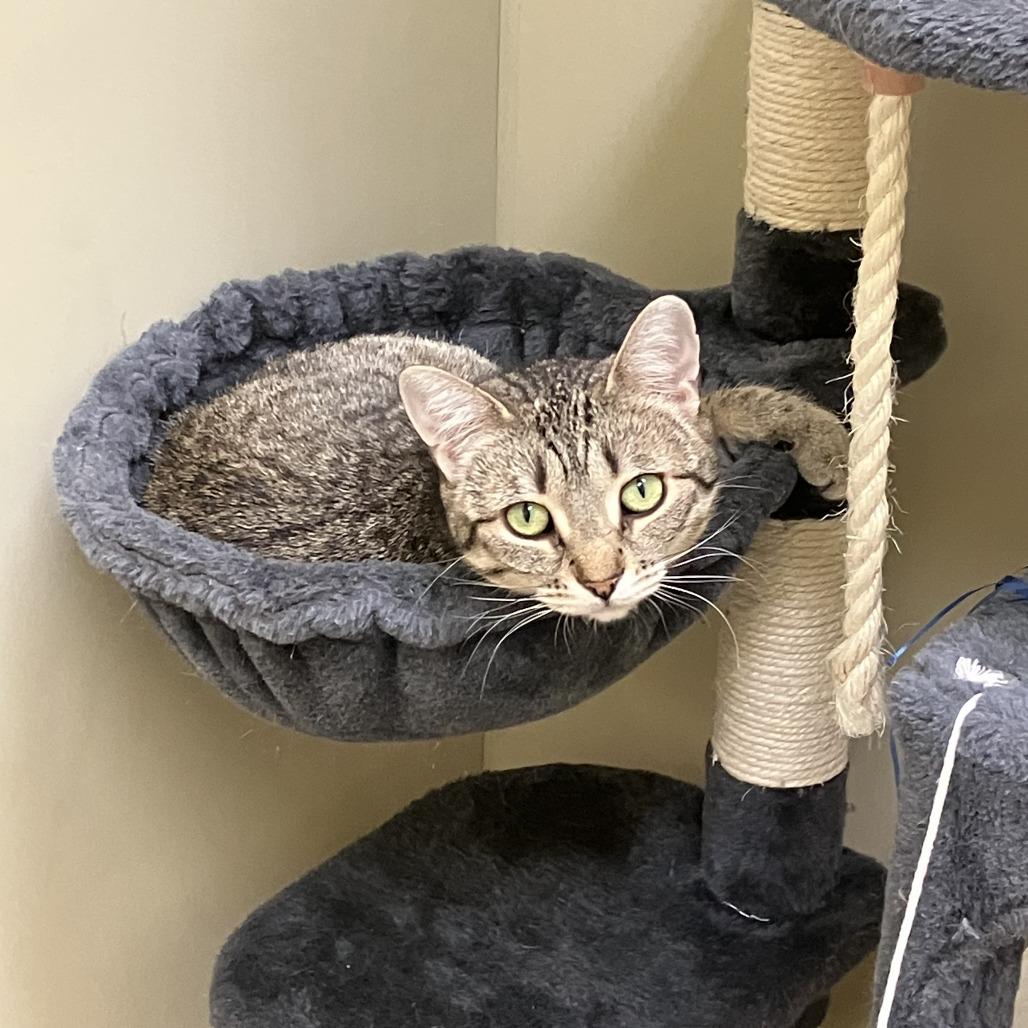 Enlarge Sugar, a Adoptable mixed breed in Burlington, ON image 2/5