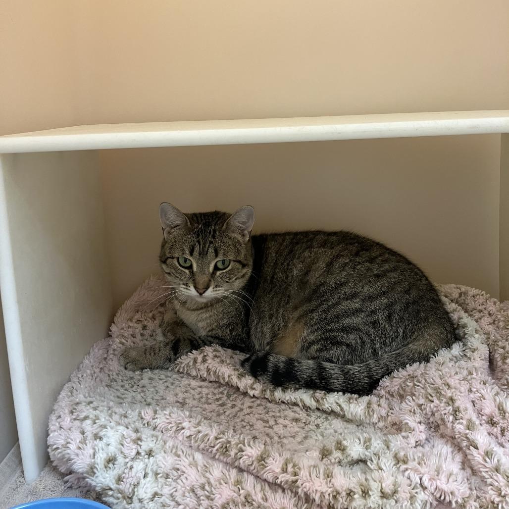 Enlarge Sugar, a Adoptable mixed breed in Burlington, ON image 3/5