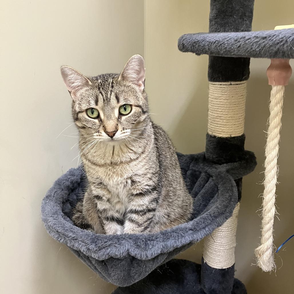 Enlarge Sugar, a Adoptable mixed breed in Burlington, ON image 5/5