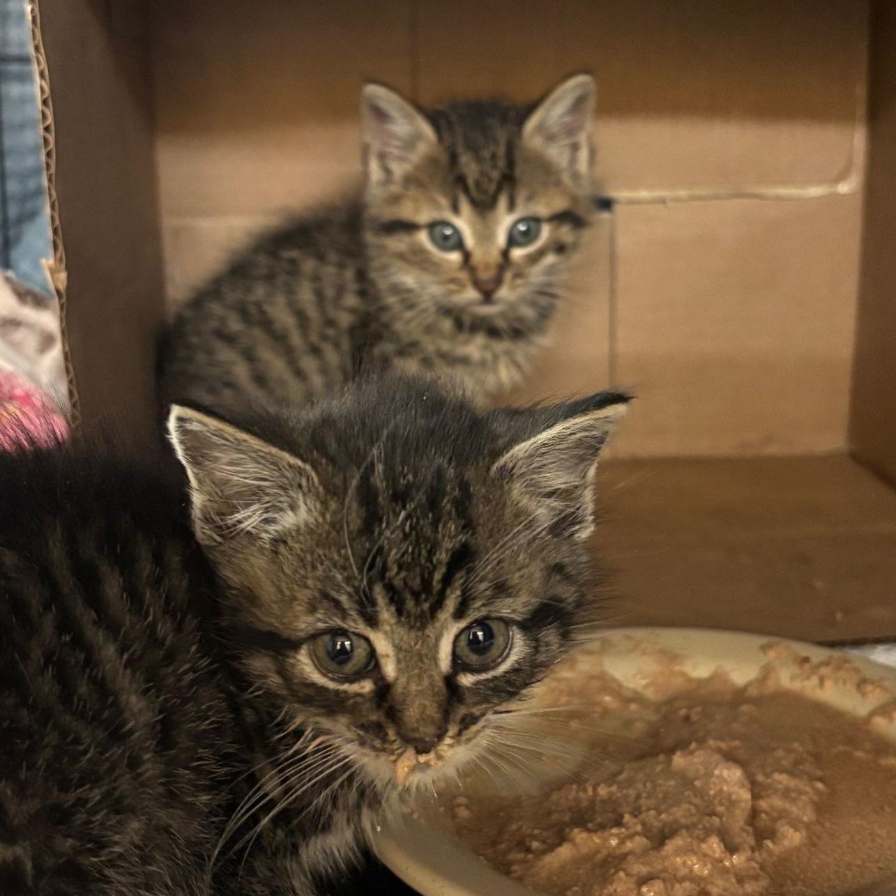 Enid, Adoptable, Kitten Female Domestic Medium Hair.