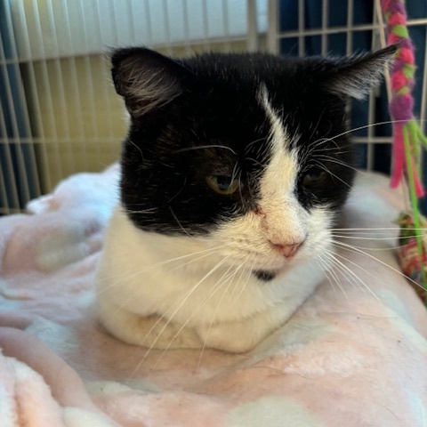 Petey – A Lap-Loving Sweetheart Ready for His Second Chance