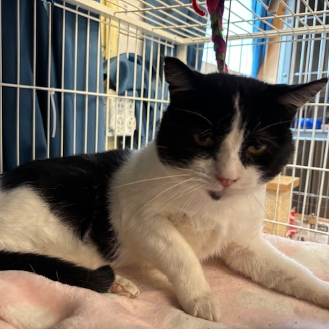 Petey – A Lap-Loving Sweetheart Ready for His Second Chance