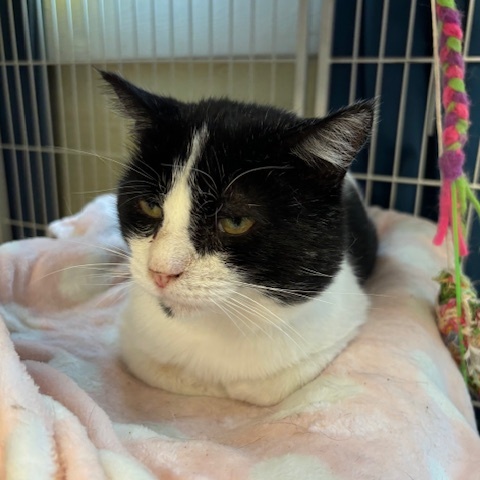 Petey – A Lap-Loving Sweetheart Ready for His Second Chance