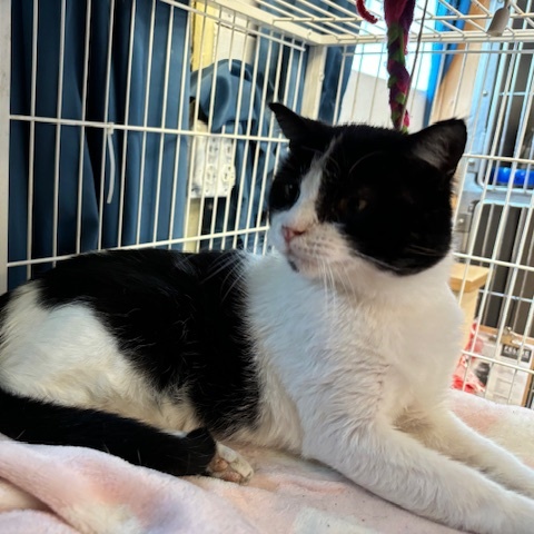 Petey – A Lap-Loving Sweetheart Ready for His Second Chance