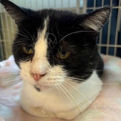 Petey – A Lap-Loving Sweetheart Ready for His Second Chance