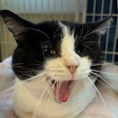 Petey – A Lap-Loving Sweetheart Ready for His Second Chance