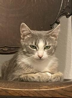 Enlarge Mama Cass, a ADOPTABLE mixed breed in Oakville, WA image 2/4