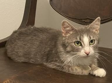 Mama Cass, ADOPTABLE, Young Female Domestic Short Hair.