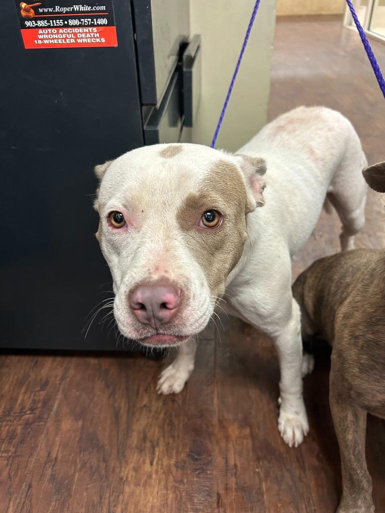 Dog Kennel #5, a Adoptable mixed breed in Greenville, TX image 1/4