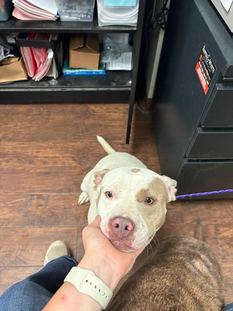 Dog Kennel #5, a Adoptable mixed breed in Greenville, TX image 2/4