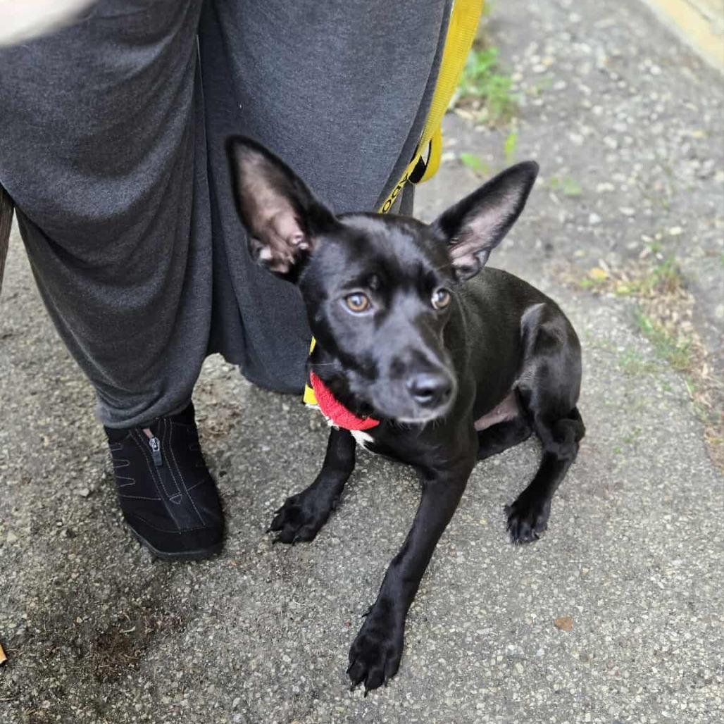 Onix — thumbnail 3