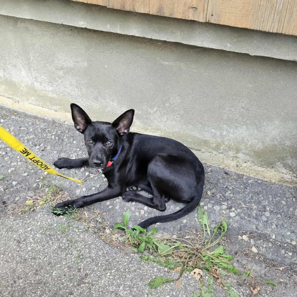 Onix — thumbnail 4