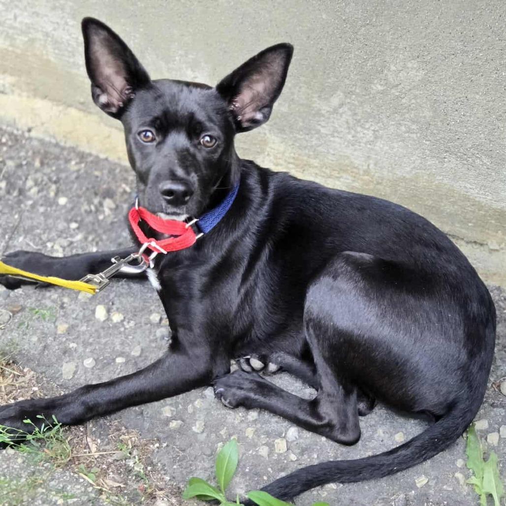 Onix — thumbnail 5