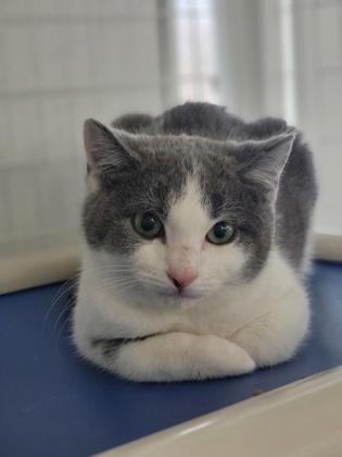 Enlarge Anna, a Adoptable mixed breed in Elmira, NY image 1/1