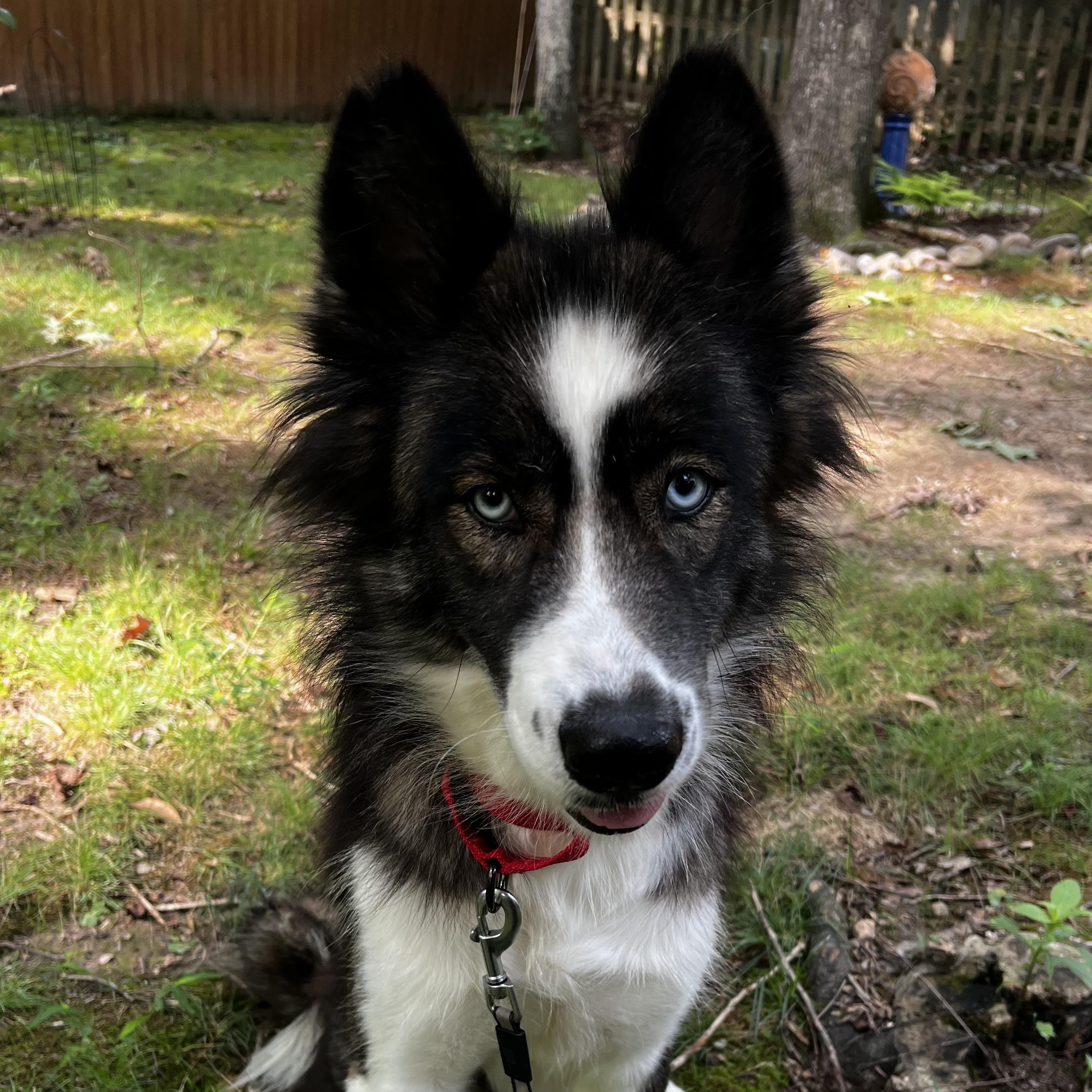 Afton, Adoptable, Adult Female Siberian Husky.