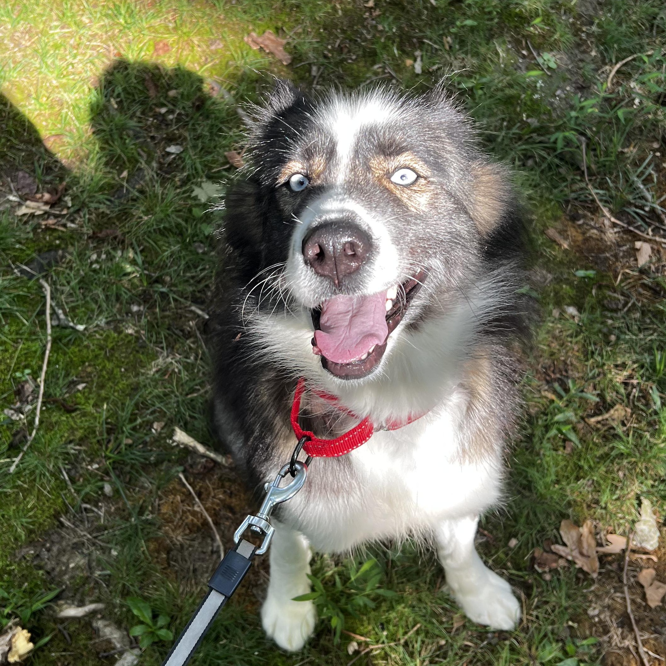 Enlarge Afton, a Adoptable mixed breed in Richmond, VA image 3/5