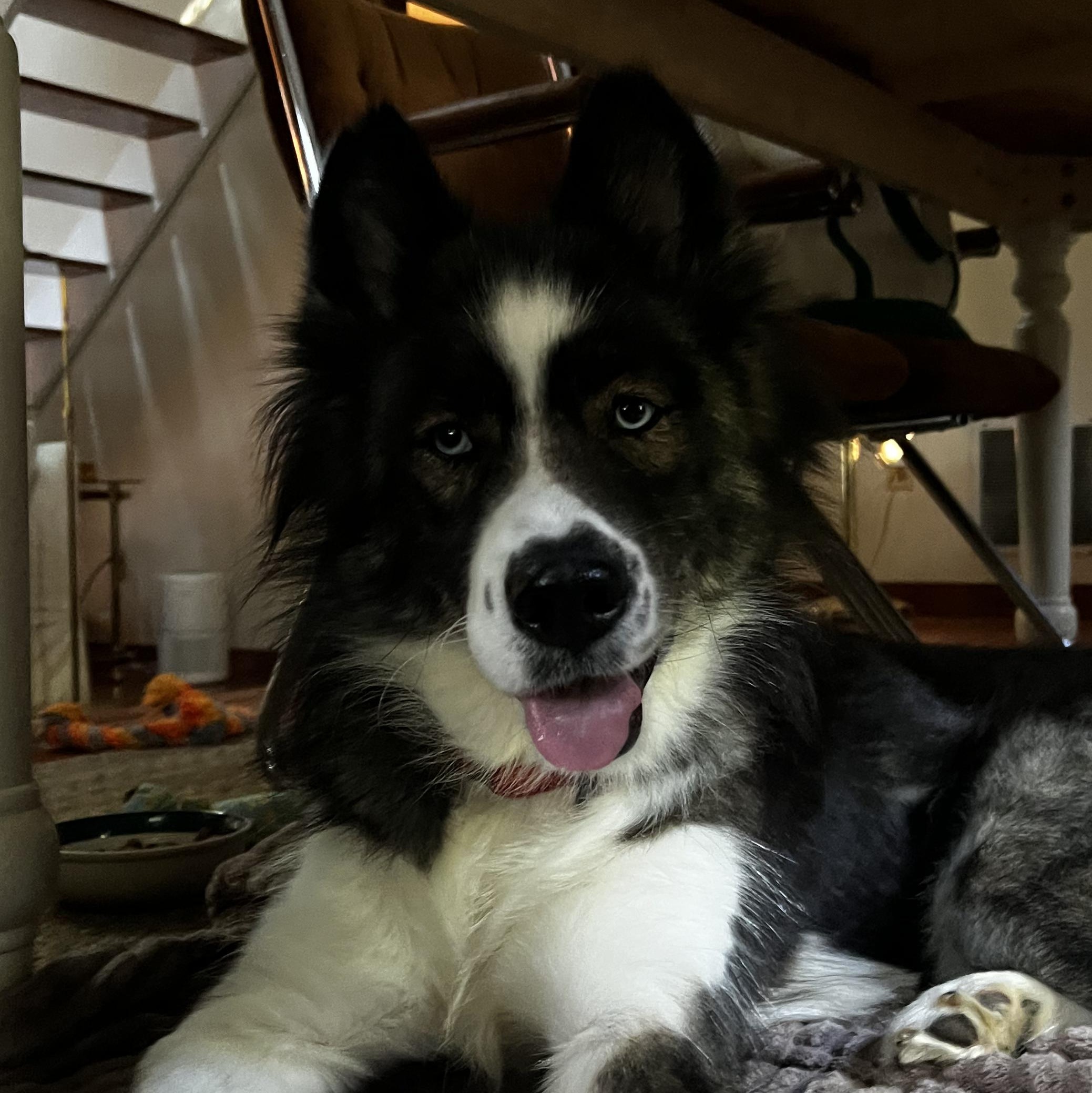 Enlarge Afton, a Adoptable mixed breed in Richmond, VA image 2/5