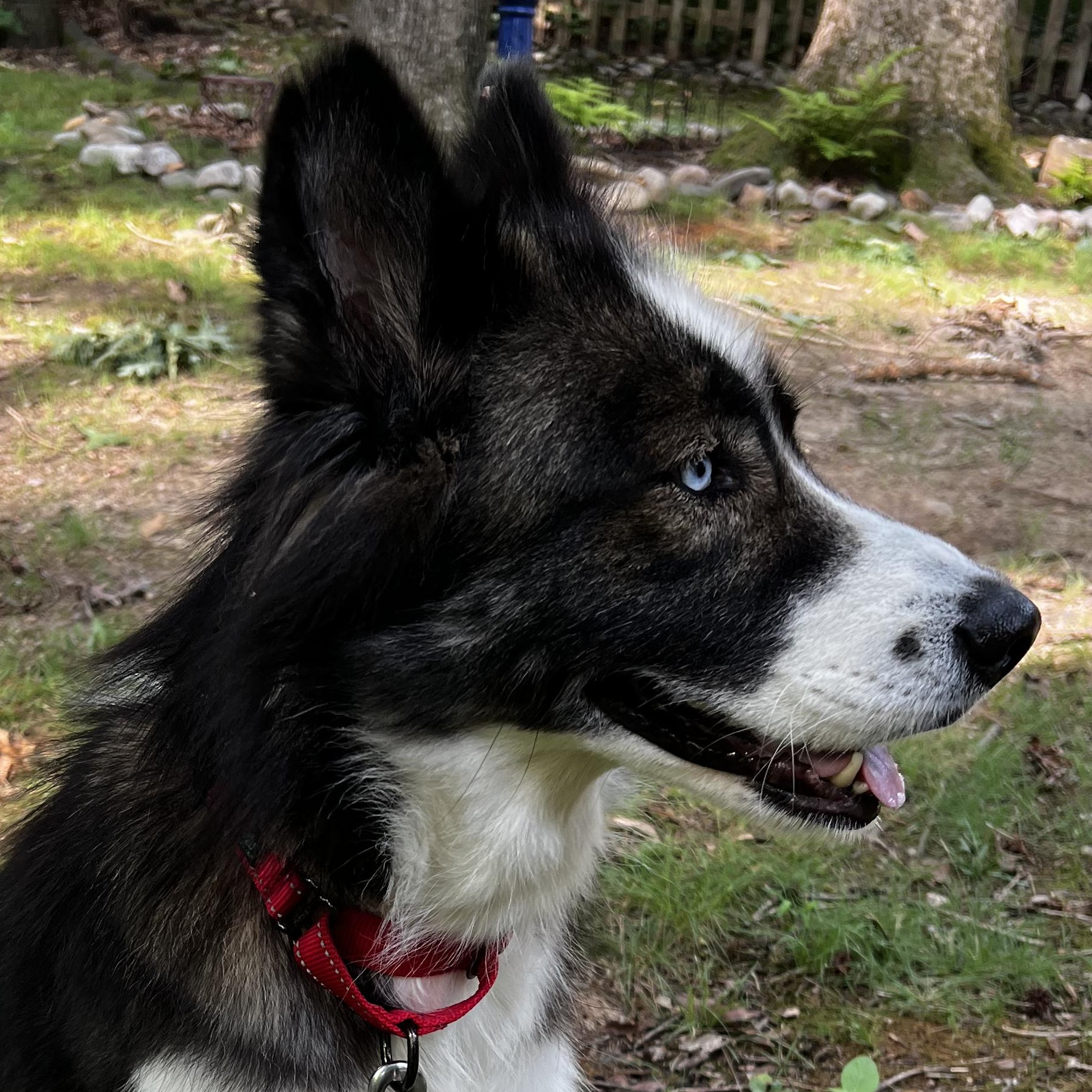 Enlarge Afton, a Adoptable mixed breed in Richmond, VA image 5/5