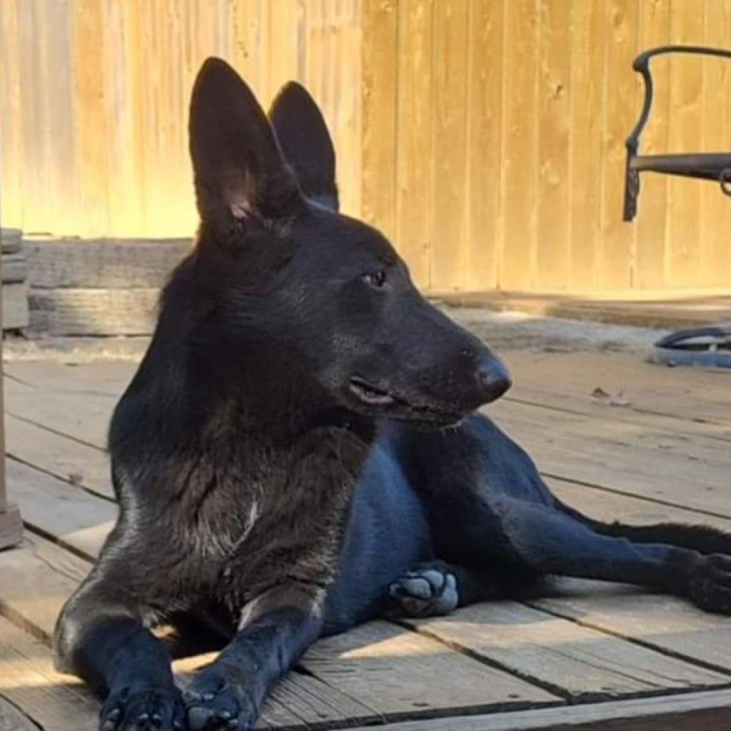 Athena, Adoptable, Adult Female German Shepherd Dog.