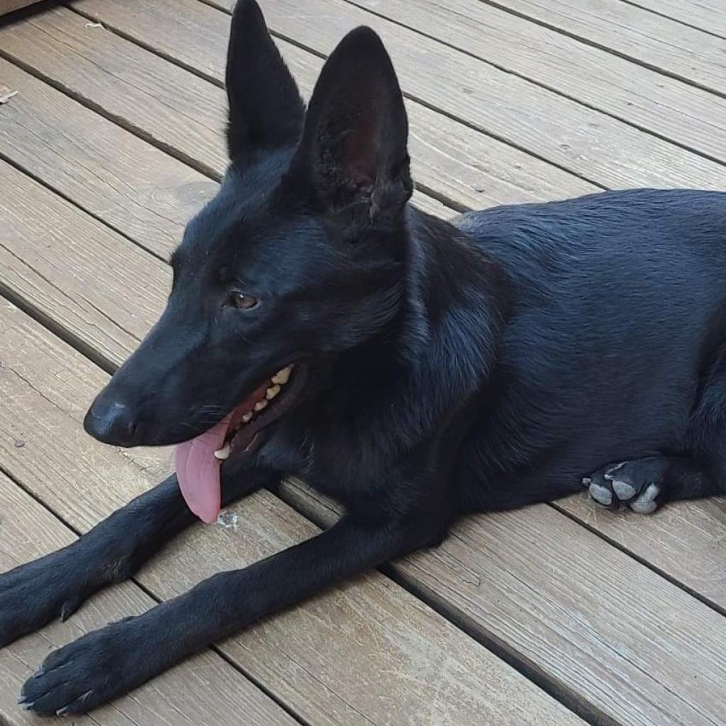 Enlarge Athena, a Adoptable German Shepherd Dog in Tulsa, OK image 2/3