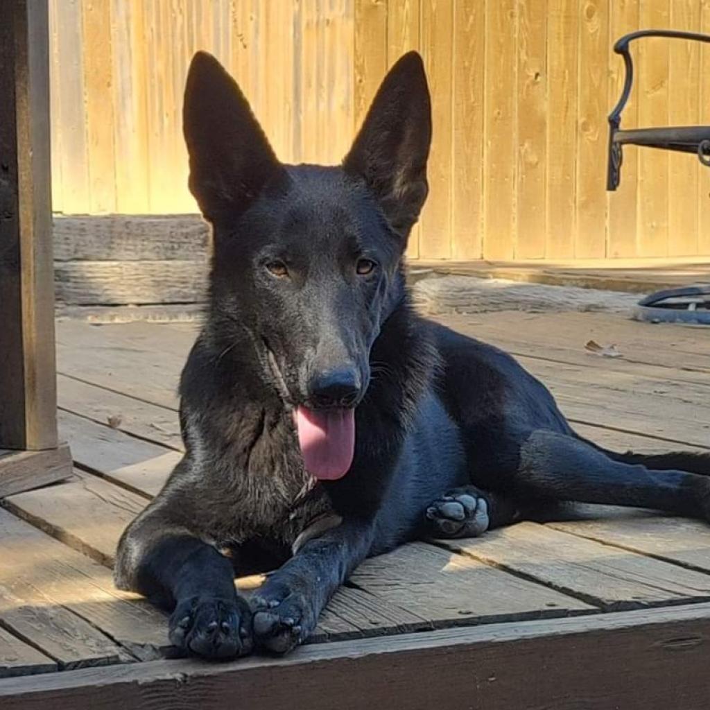 Enlarge Athena, a Adoptable German Shepherd Dog in Tulsa, OK image 3/3