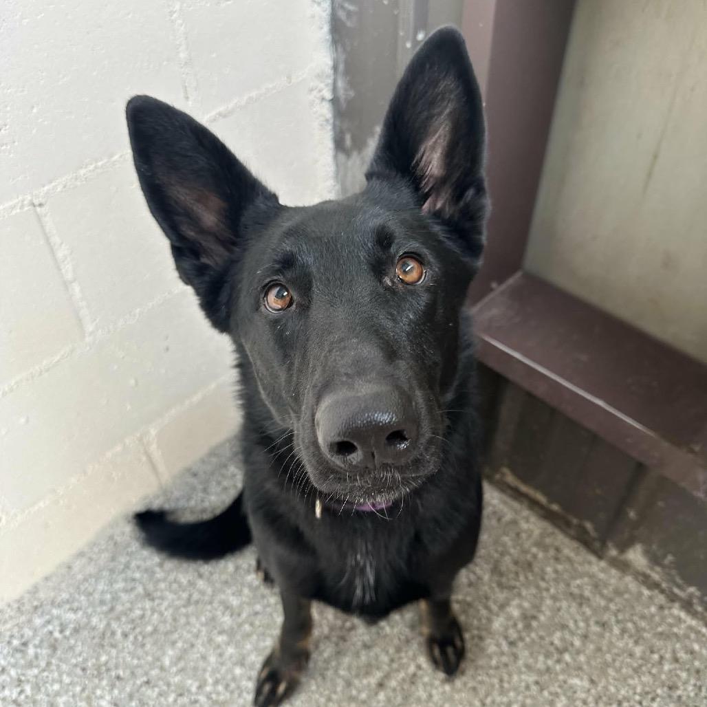 Enlarge Athena, a Adoptable German Shepherd Dog in Tulsa, OK image 4/6