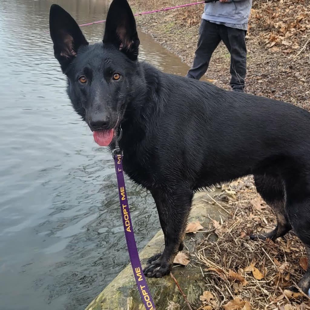 Enlarge Athena, a Adoptable German Shepherd Dog in Tulsa, OK image 5/6