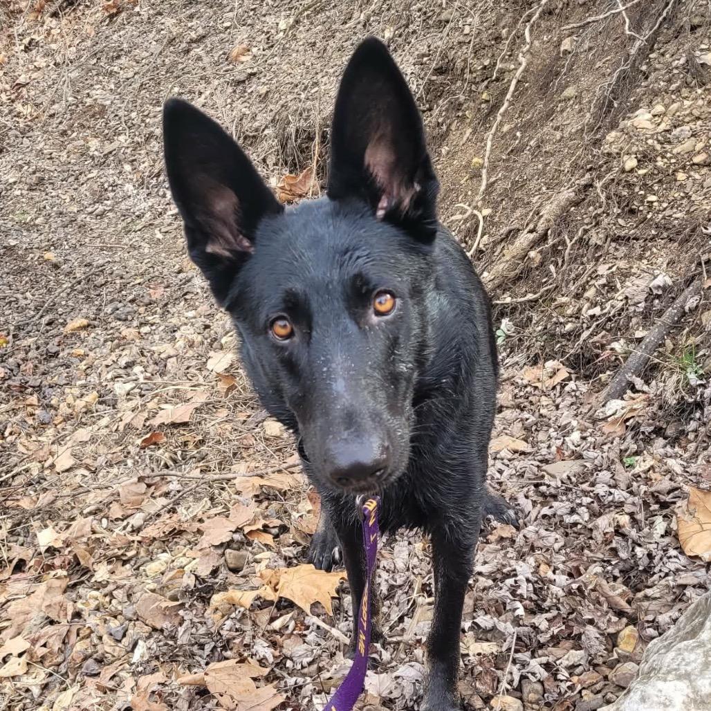 Enlarge Athena, a Adoptable German Shepherd Dog in Tulsa, OK image 6/6