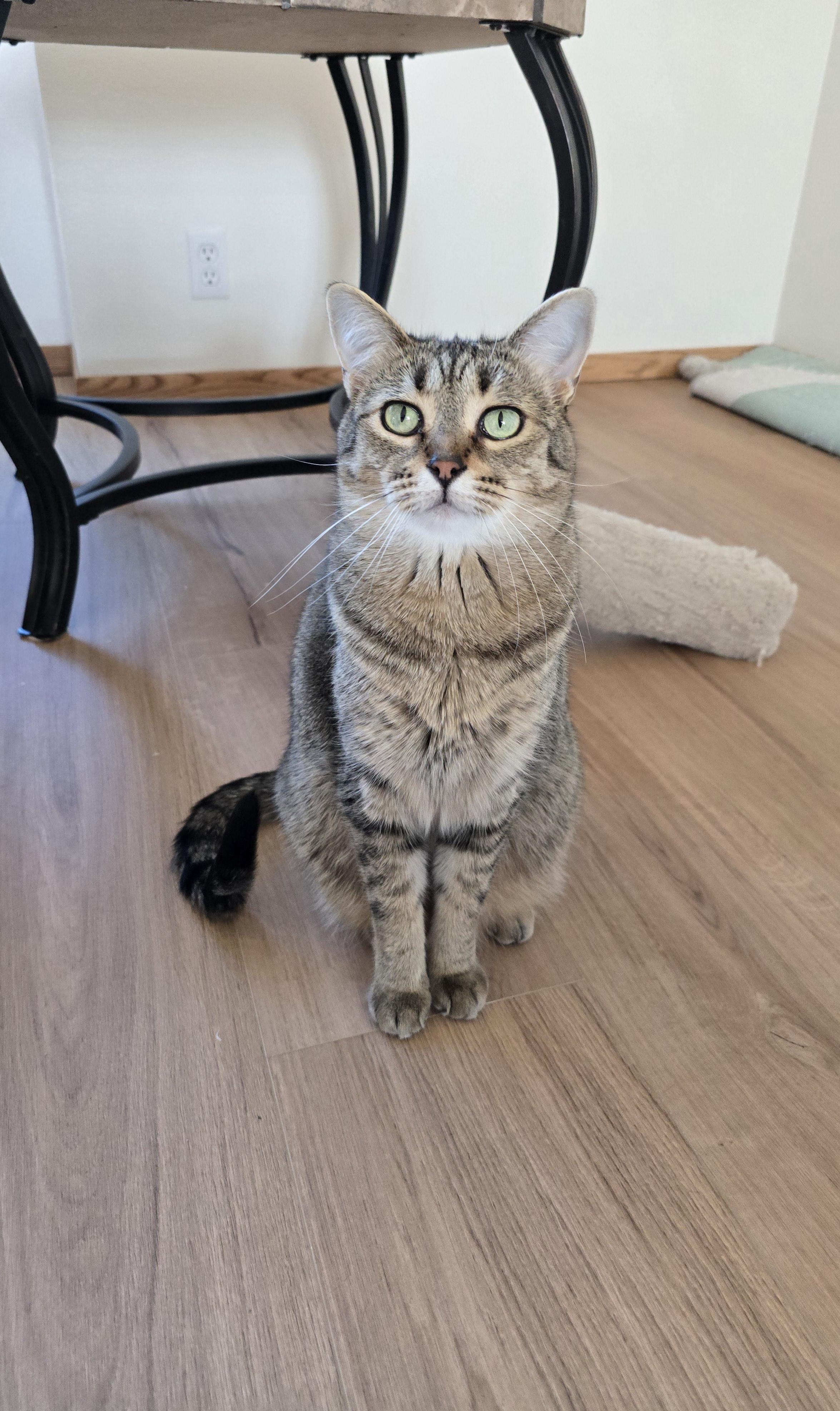 Enlarge Nutella, a Adoptable Domestic Short Hair in Fargo, ND image 1/4