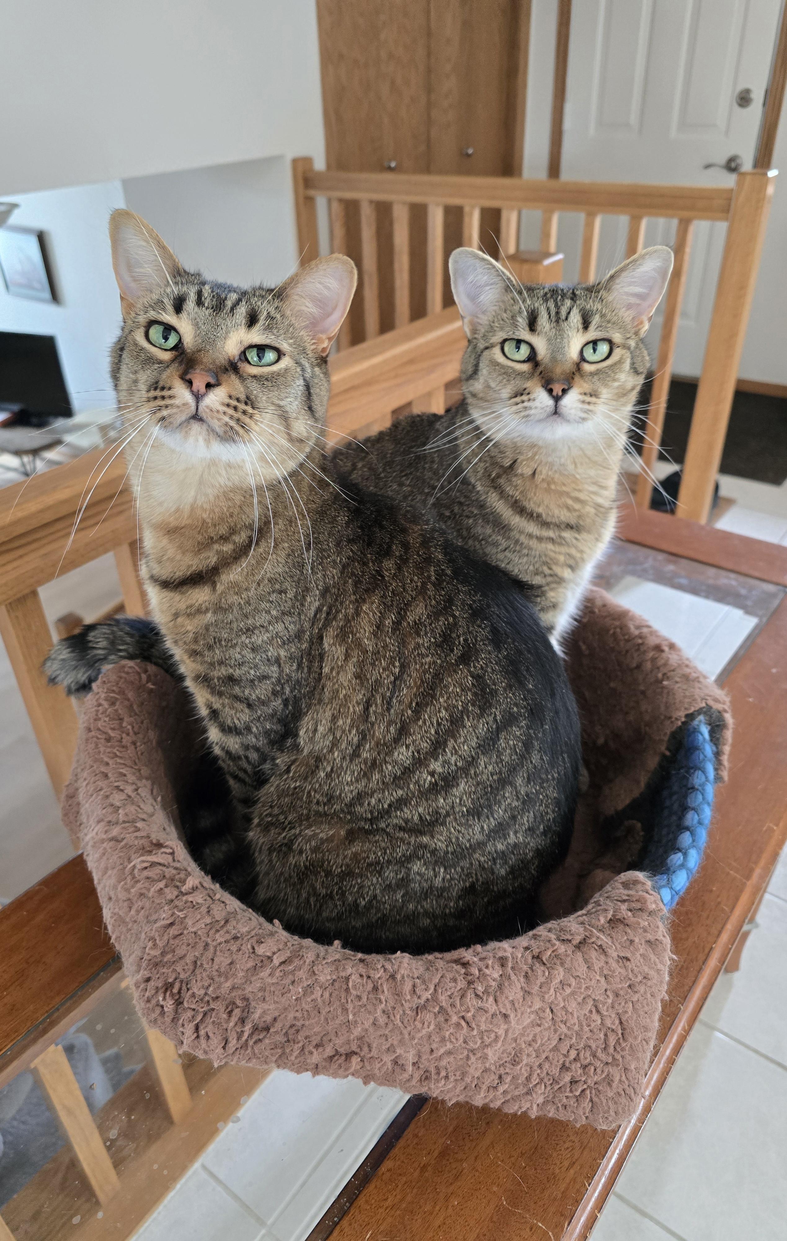 Enlarge Nutella, a Adoptable Domestic Short Hair in Fargo, ND image 3/4