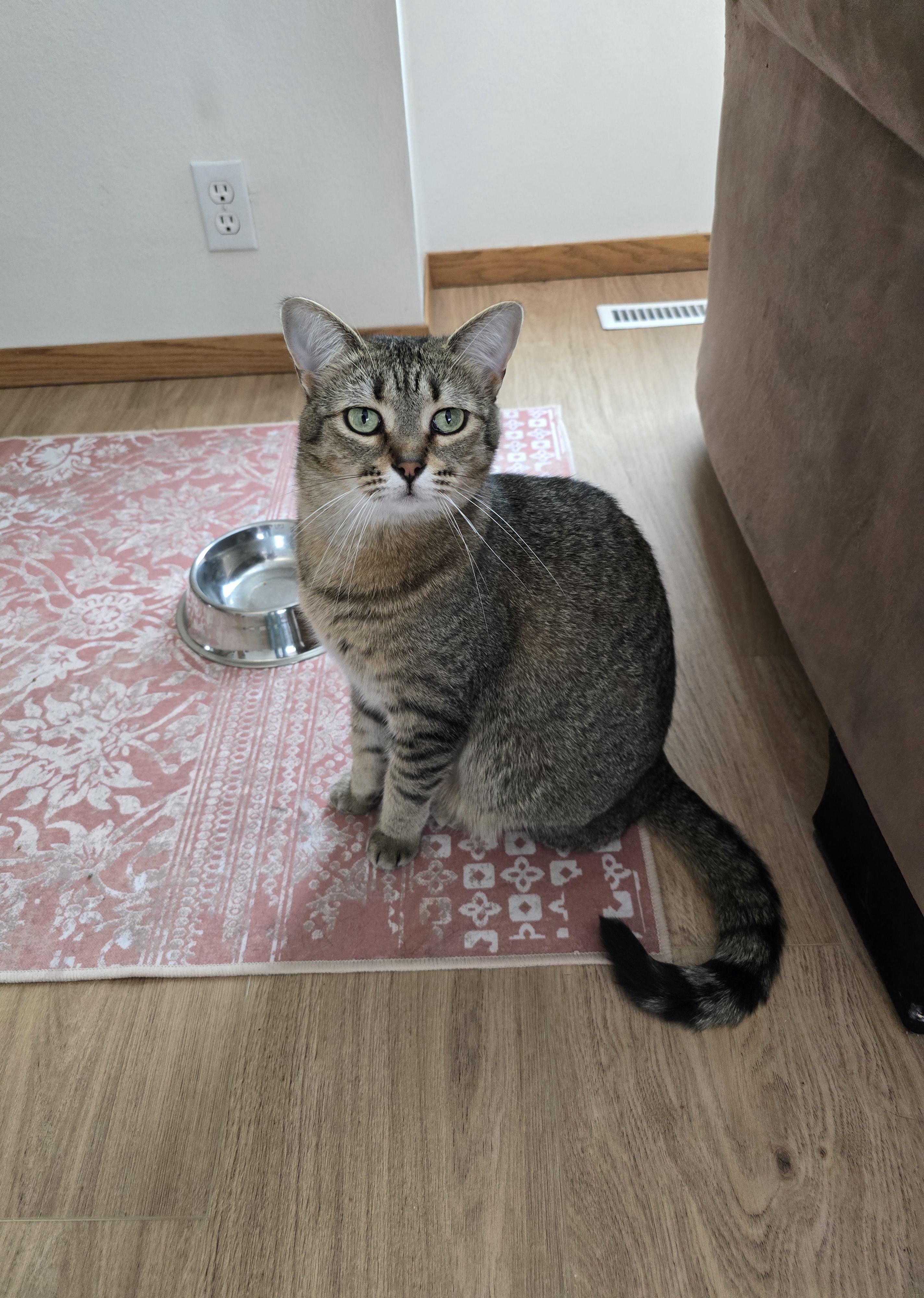Enlarge Nutella, a Adoptable Domestic Short Hair in Fargo, ND image 2/4